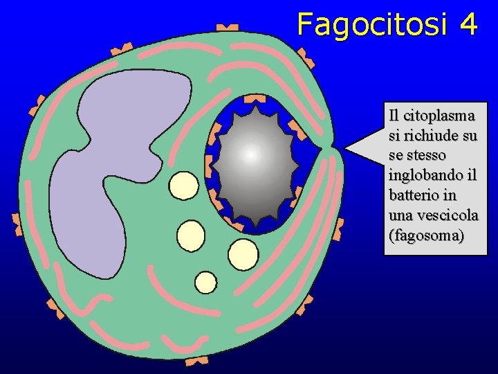 Fagocitosi 4 Il citoplasma si richiude su se stesso inglobando il batterio in una