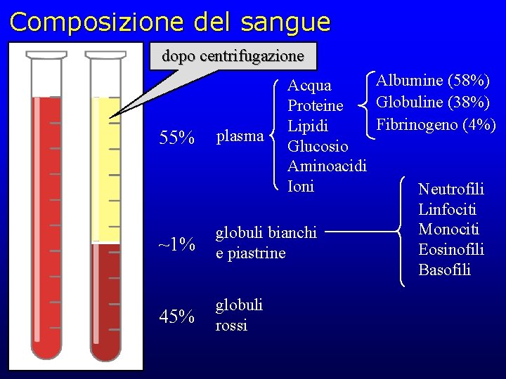 Composizione del sangue dopo centrifugazione 55% ~1% 45% Albumine (58%) Acqua Globuline (38%) Proteine