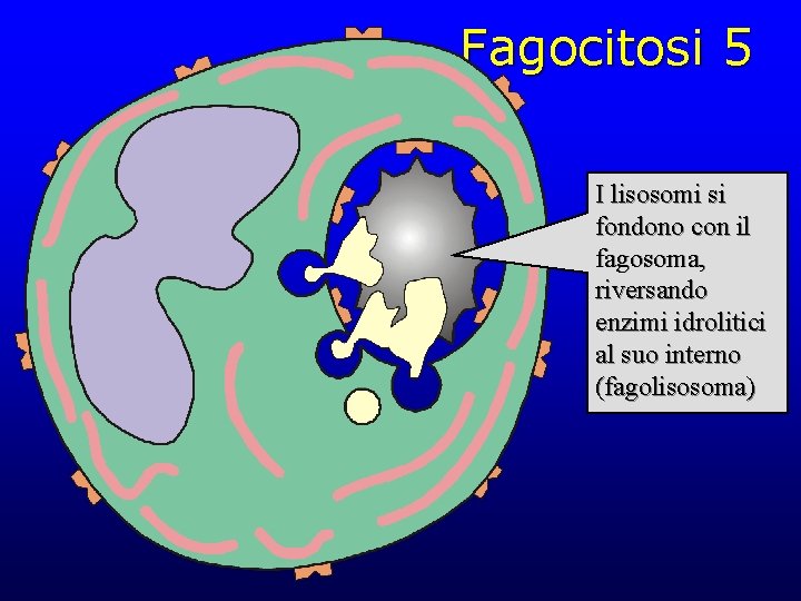 Fagocitosi 5 I lisosomi si fondono con il fagosoma, riversando enzimi idrolitici al suo