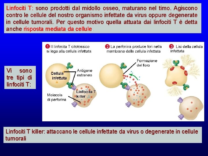 Linfociti T: sono prodotti dal midollo osseo, maturano nel timo. Agiscono contro le cellule