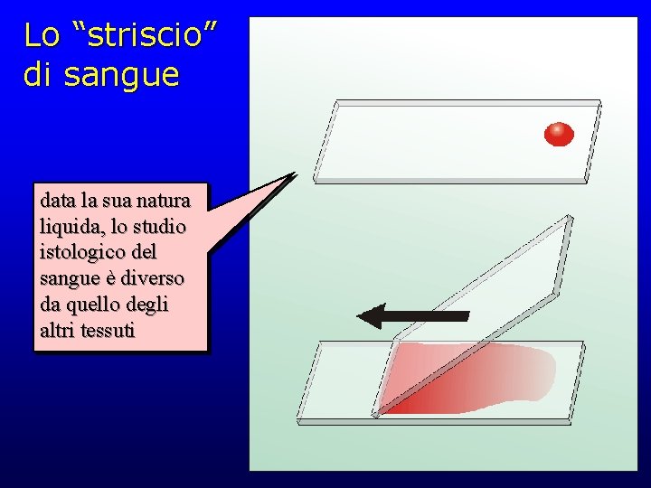 Lo “striscio” di sangue data la sua natura liquida, lo studio istologico del sangue