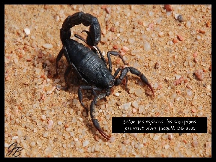 Selon les espèces, les scorpions peuvent vivre jusqu’à 26 ans. 