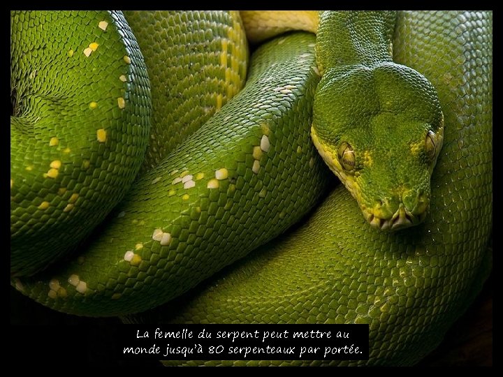La femelle du serpent peut mettre au monde jusqu’à 80 serpenteaux par portée. 