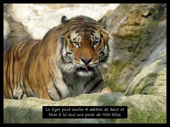 Le tigre peut sauter 4 mètres de haut et tirer à lui seul une
