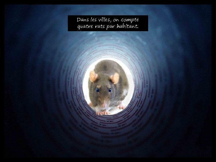 Dans les villes, on compte quatre rats par habitant. 