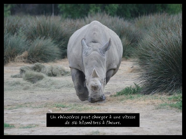 Un rhinocéros peut charger à une vitesse de 56 kilomètres à l’heure. 