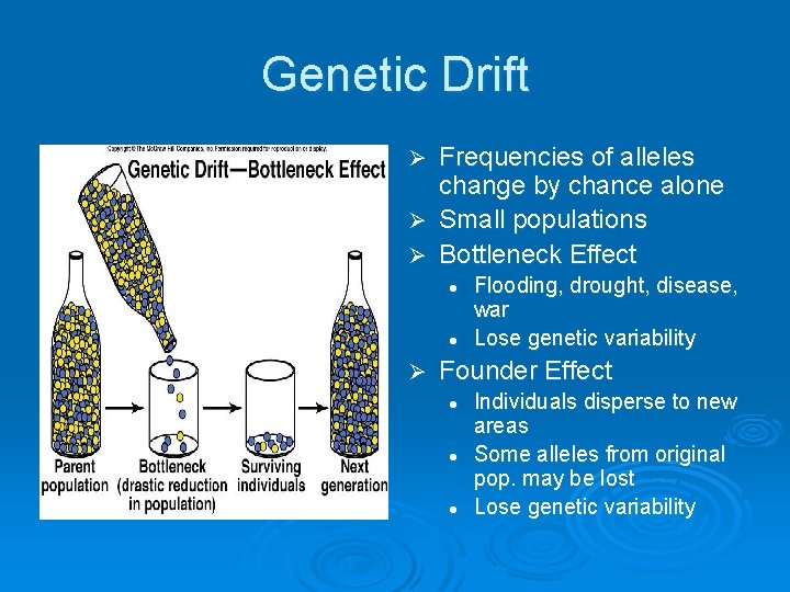 Genetic Drift Frequencies of alleles change by chance alone Ø Small populations Ø Bottleneck Genetic Drift Frequencies of alleles change by chance alone Ø Small populations Ø Bottleneck