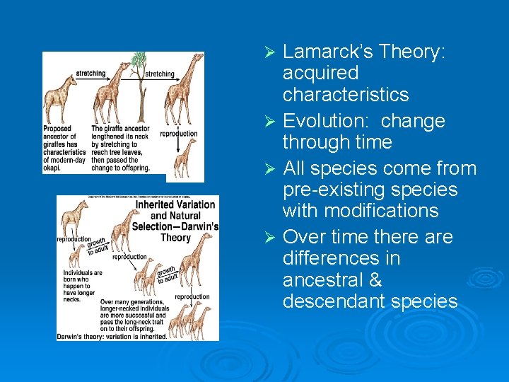 Lamarck’s Theory: acquired characteristics Ø Evolution: change through time Ø All species come from Lamarck’s Theory: acquired characteristics Ø Evolution: change through time Ø All species come from