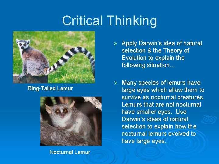 Critical Thinking Ring-Tailed Lemur Nocturnal Lemur Ø Apply Darwin’s idea of natural selection & Critical Thinking Ring-Tailed Lemur Nocturnal Lemur Ø Apply Darwin’s idea of natural selection &