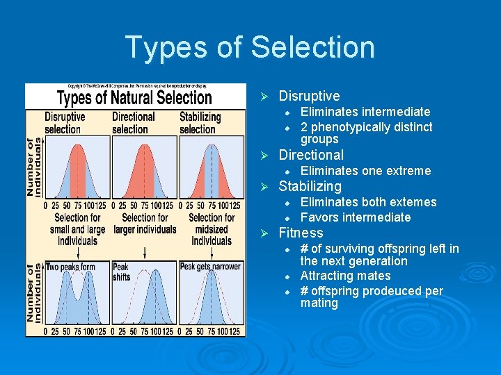 Types of Selection Ø Disruptive l l Ø Directional l Ø Eliminates one extreme Types of Selection Ø Disruptive l l Ø Directional l Ø Eliminates one extreme