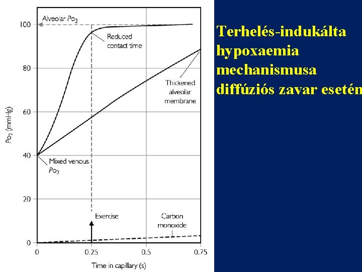 Terhelés-indukálta hypoxaemia mechanismusa diffúziós zavar esetén 