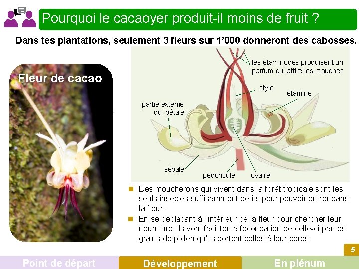 Pourquoi le cacaoyer produit-il moins de fruit ? Dans tes plantations, seulement 3 fleurs