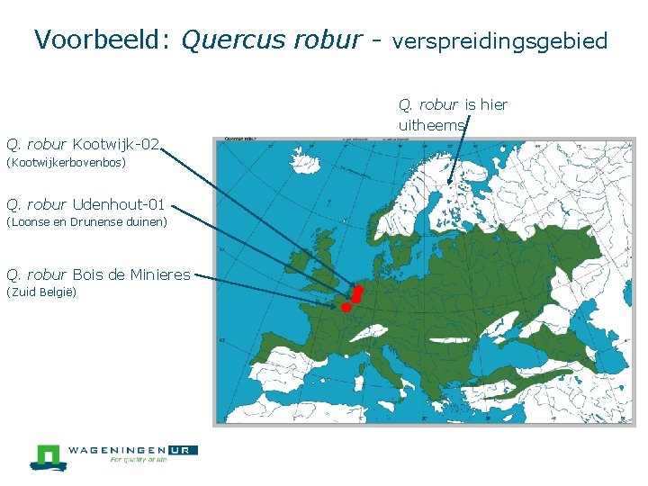 Voorbeeld: Quercus robur - verspreidingsgebied Q. robur is hier uitheems Q. robur Kootwijk-02 (Kootwijkerbovenbos)