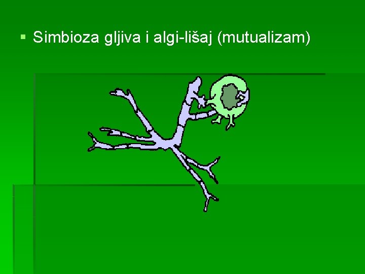 § Simbioza gljiva i algi-lišaj (mutualizam) 