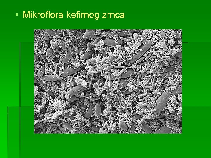 § Mikroflora kefirnog zrnca 