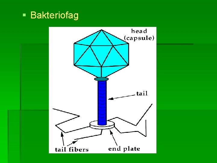 § Bakteriofag 