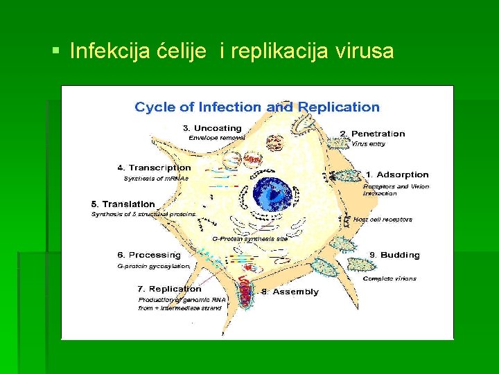 § Infekcija ćelije i replikacija virusa 