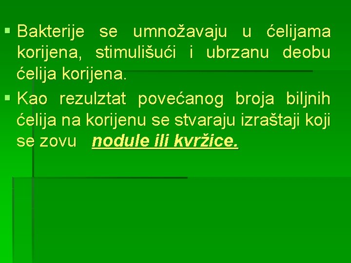 § Bakterije se umnožavaju u ćelijama korijena, stimulišući i ubrzanu deobu ćelija korijena. §