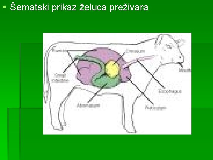 § Šematski prikaz želuca preživara 