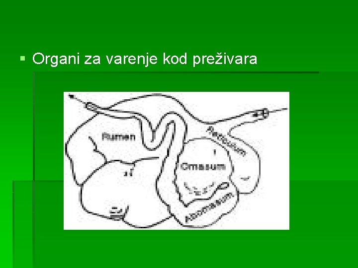 § Organi za varenje kod preživara 