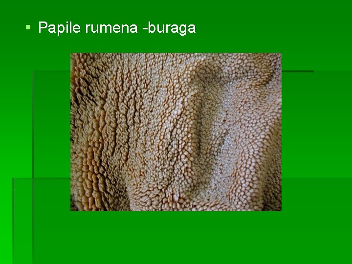 § Papile rumena -buraga 