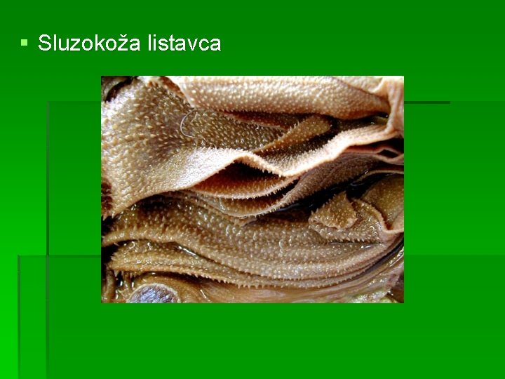 § Sluzokoža listavca 