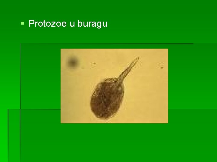 § Protozoe u buragu 