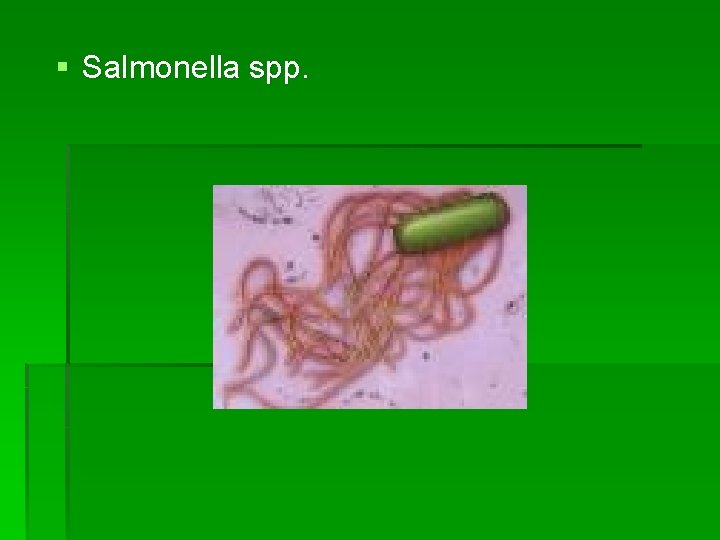 § Salmonella spp. 