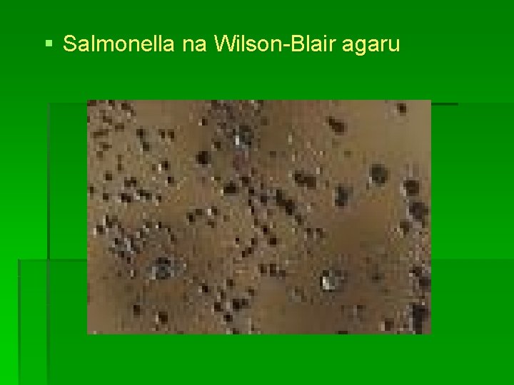 § Salmonella na Wilson-Blair agaru 