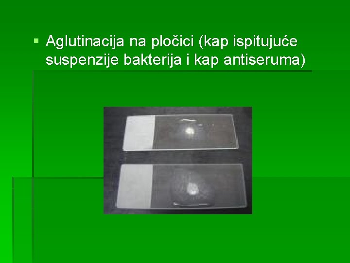 § Aglutinacija na pločici (kap ispitujuće suspenzije bakterija i kap antiseruma) 