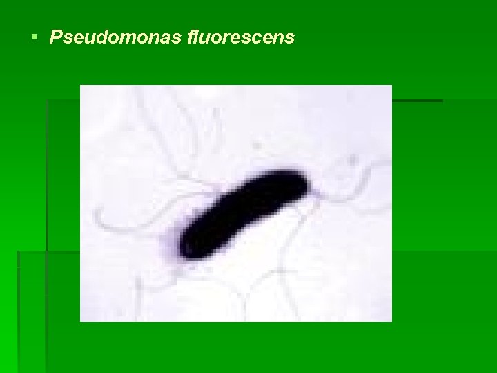 § Pseudomonas fluorescens 