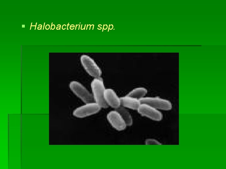 § Halobacterium spp. 