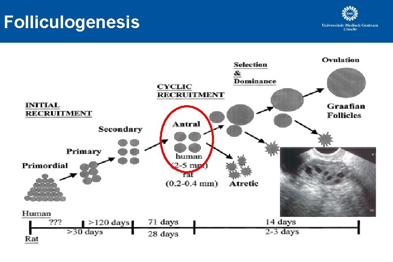 Folliculogenesis Folliculogenesis