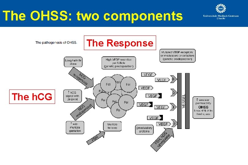 The OHSS: two components The Response The h. CG The OHSS: two components The Response The h. CG