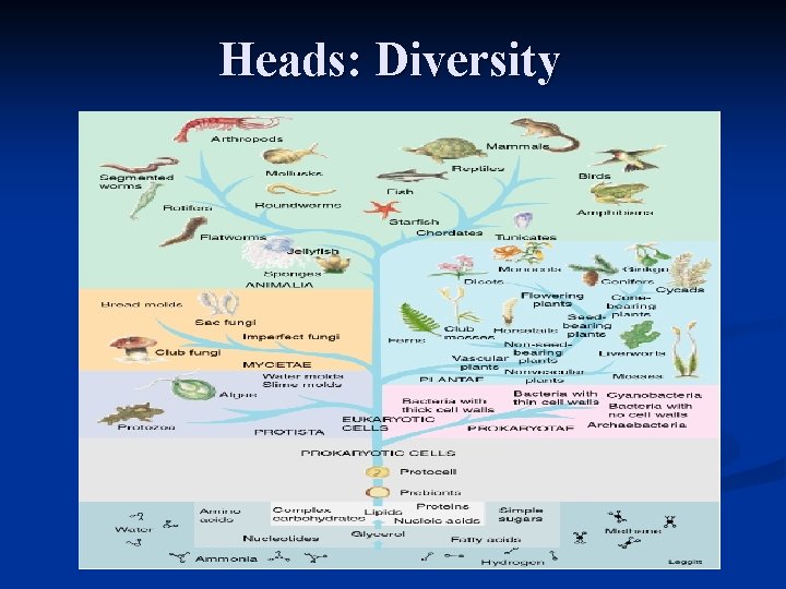 Heads: Diversity 