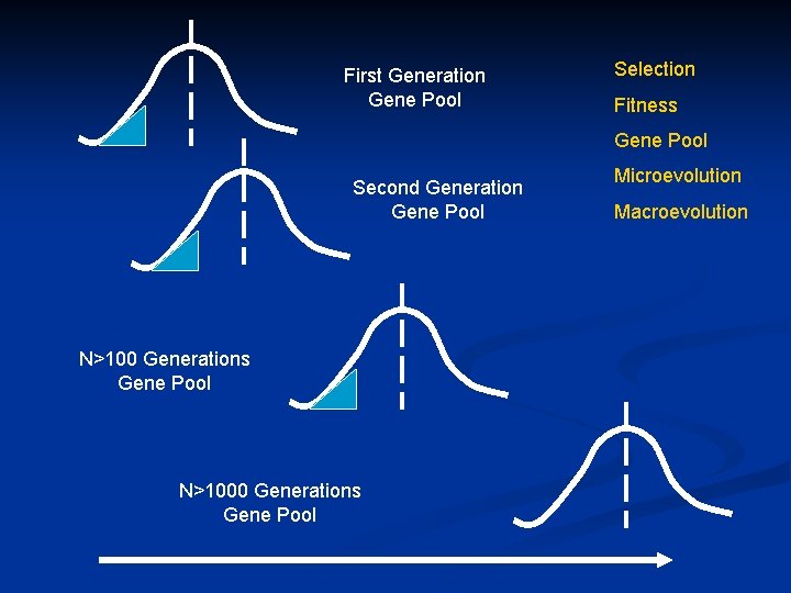 First Generation Gene Pool Selection Fitness Gene Pool Second Generation Gene Pool N>100 Generations