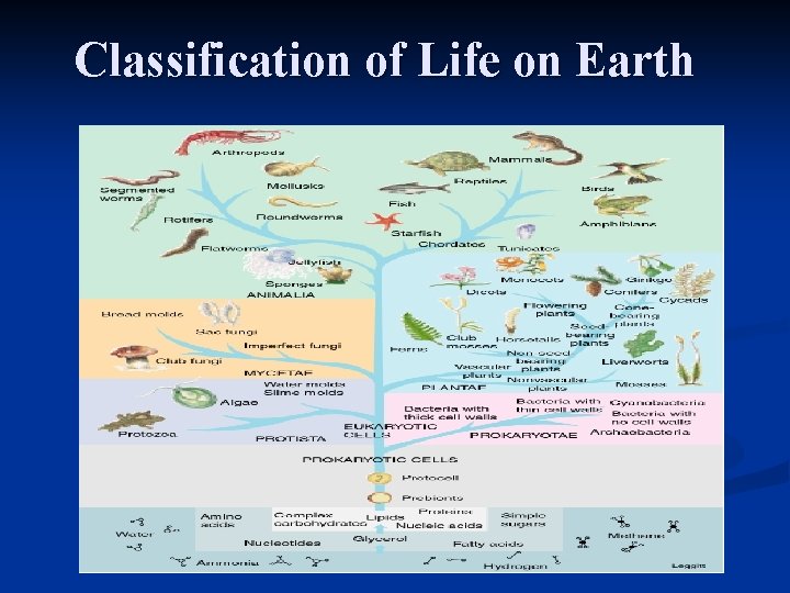 Classification of Life on Earth 