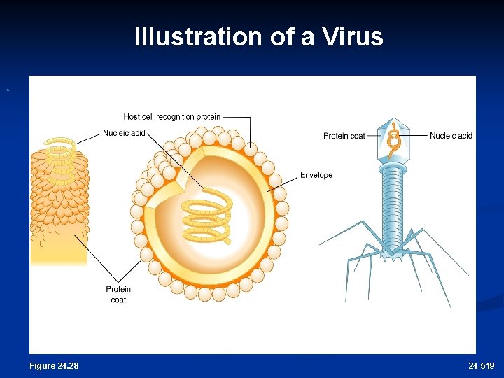 Illustration of a Virus Figure 24. 28 24 -519 