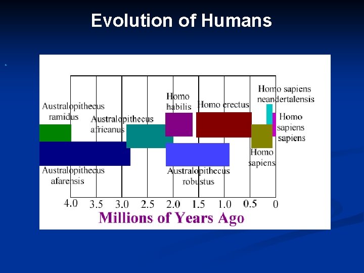 Evolution of Humans 