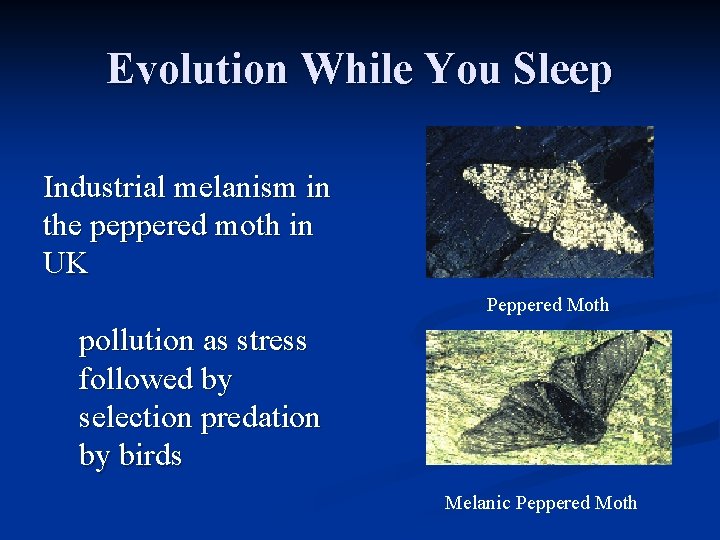 Evolution While You Sleep Industrial melanism in the peppered moth in UK Peppered Moth