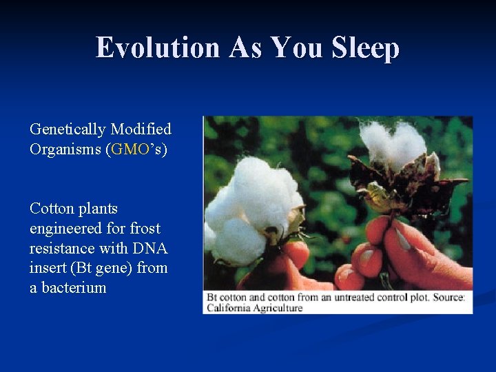 Evolution As You Sleep Genetically Modified Organisms (GMO’s) Cotton plants engineered for frost resistance