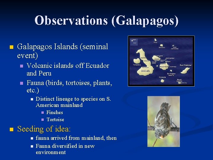 Observations (Galapagos) n Galapagos Islands (seminal event) n n Volcanic islands off Ecuador and