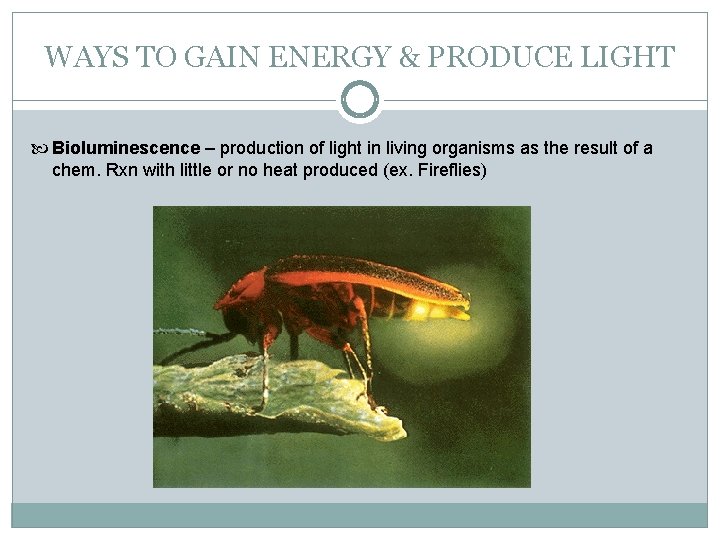 WAYS TO GAIN ENERGY & PRODUCE LIGHT Bioluminescence – production of light in living