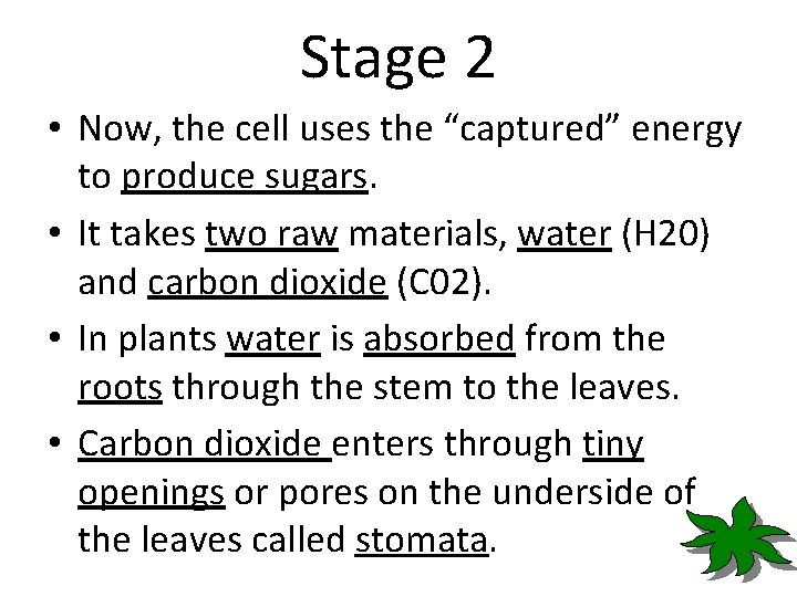 Stage 2 • Now, the cell uses the “captured” energy to produce sugars. •
