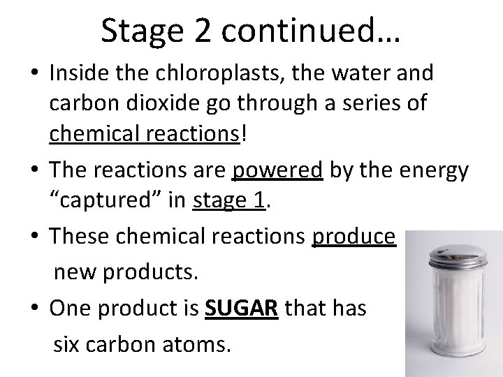 Stage 2 continued… • Inside the chloroplasts, the water and carbon dioxide go through