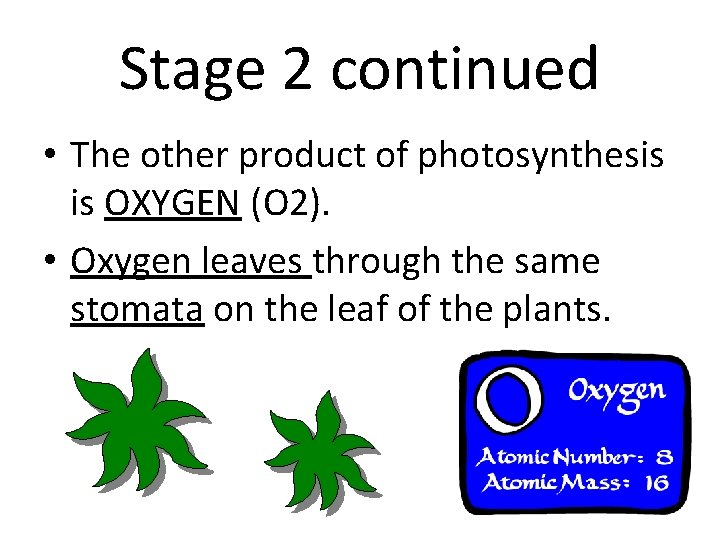 Stage 2 continued • The other product of photosynthesis is OXYGEN (O 2). •