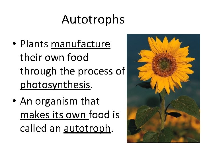 Autotrophs • Plants manufacture their own food through the process of photosynthesis. • An