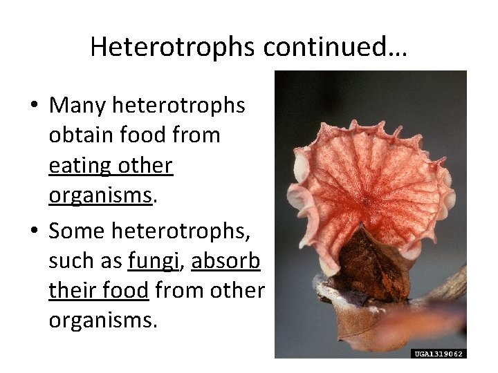 Heterotrophs continued… • Many heterotrophs obtain food from eating other organisms. • Some heterotrophs,