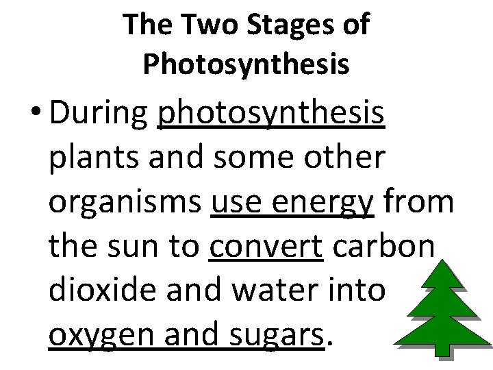 The Two Stages of Photosynthesis • During photosynthesis plants and some other organisms use