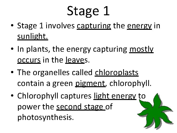 Stage 1 • Stage 1 involves capturing the energy in sunlight. • In plants,